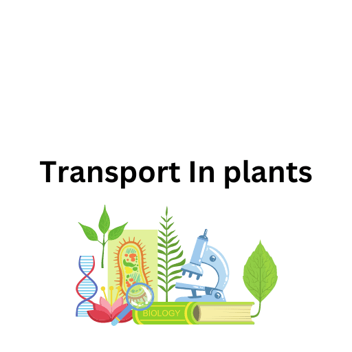 Transport In plants